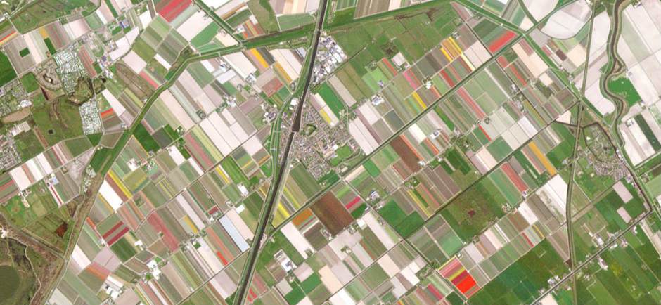 Tulipanmarker i foråret, Holland / planet.com